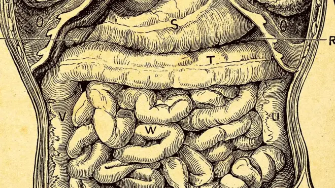 Кишечник человека (старая иллюстрация)