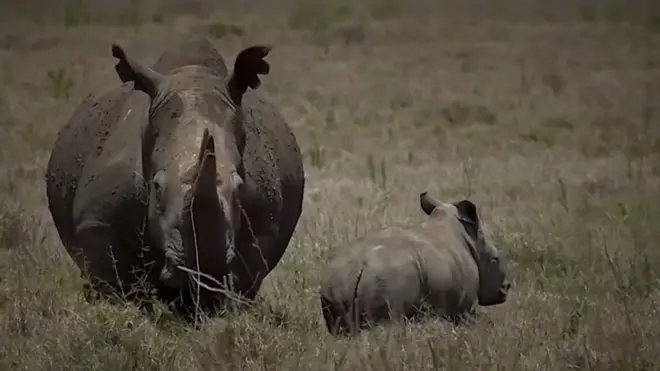 Впервые в истории в Кении пересчитают всех животных
