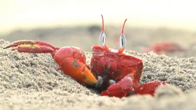 ఈ పీతలు చూడ్డానికే.. తినటానికి కాదు