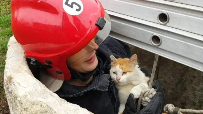 Врятований кіт