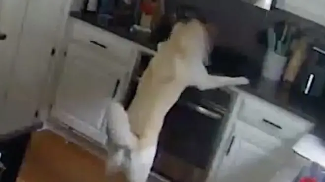 반려견이 인덕션 위의 음식을 먹고 있다