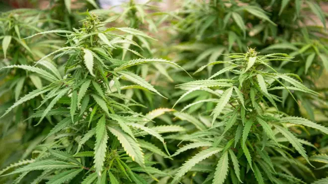 گیاه شاه‌دانه در افغانستان