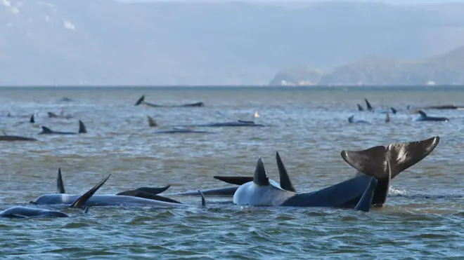 Stranded whales at Macquarie Heads