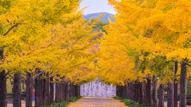 Los gingko biloba pueden vivir durante varios siglos.