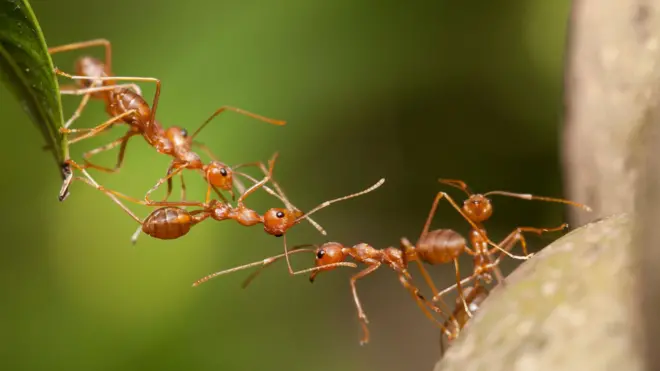 मुंग्या एकमेकांशी कसा संवाद साधतात?