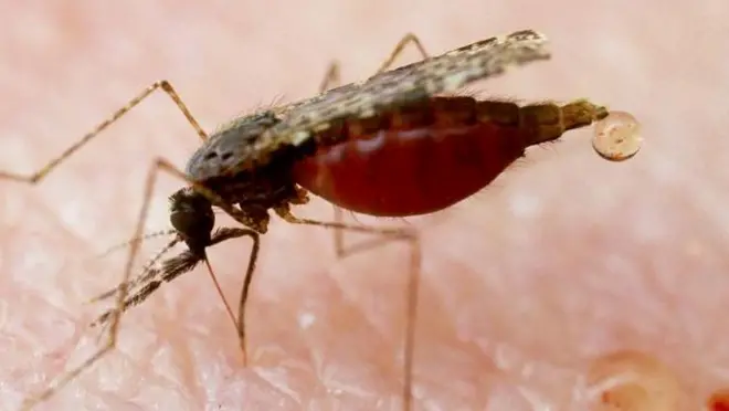 البعوض ينقل فيروس غرب النيل إلى الإنسان بعدما يتعذى على الطيور المصابة