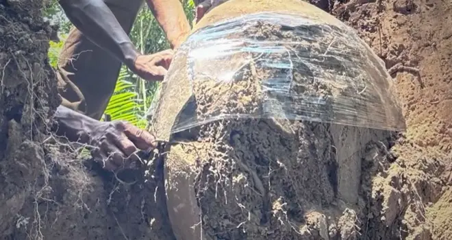 Urna sendo desenterrada de raízes de árvores