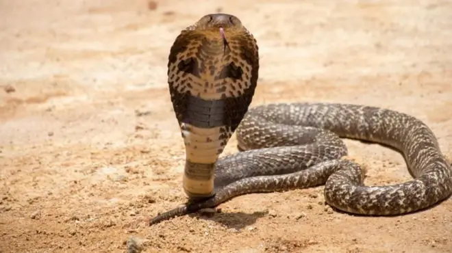 घरात साप येऊ नयेत म्हणून काय करावे?