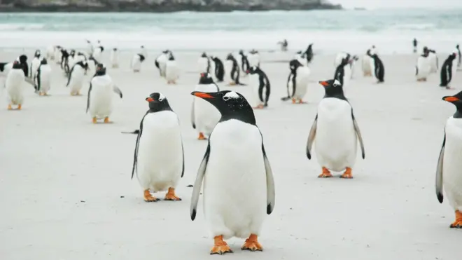An army of penguins live on the island