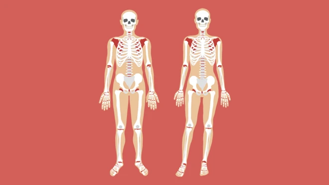 Ilustración del cuerpo humano.