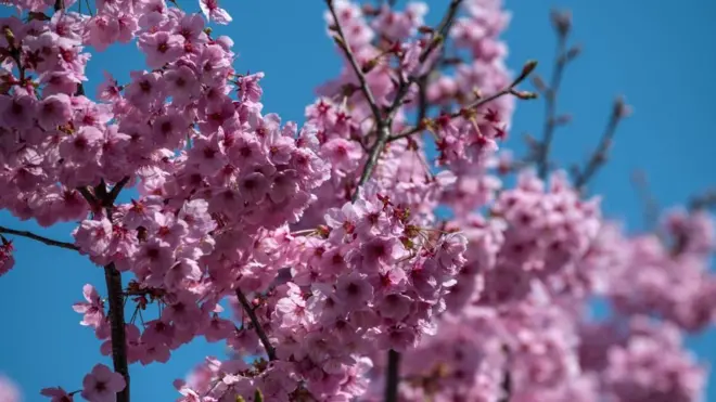 Сакура фото