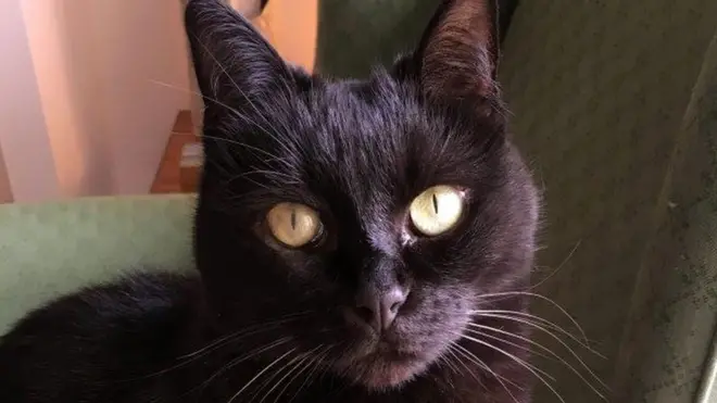 Когда Скутер нашли метрвой, ее хозяйка решила, что это дело рук серийного убицы