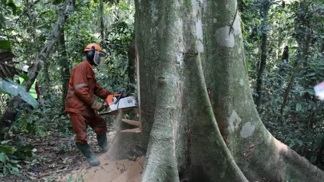 Environnement : la RDC a perdu la plus grande partie de la forêt tropicale primaire