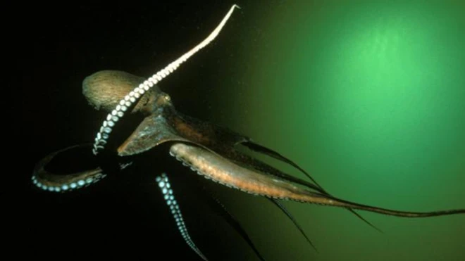 หมึกยักษ์แปซิฟิกเหนือ เป็นหมึกยักษ์ชนิดพันธุ์ที่ใหญ่ที่สุดในโลก มีความยาวจากปลายหนวดข้างหนึ่งไปจนสุดอีกข้างหนึ่งถึง 10 เมตร