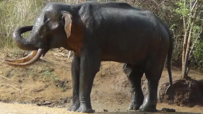 'පිහිට පිණක් ගත සවිබල පිරිහුණදා'