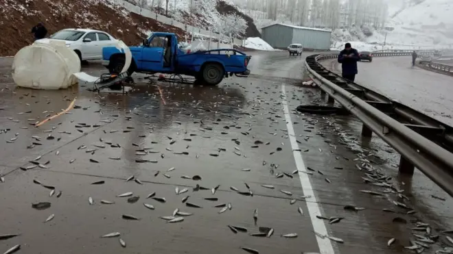 Довон йўлларида сочилган балиқлар