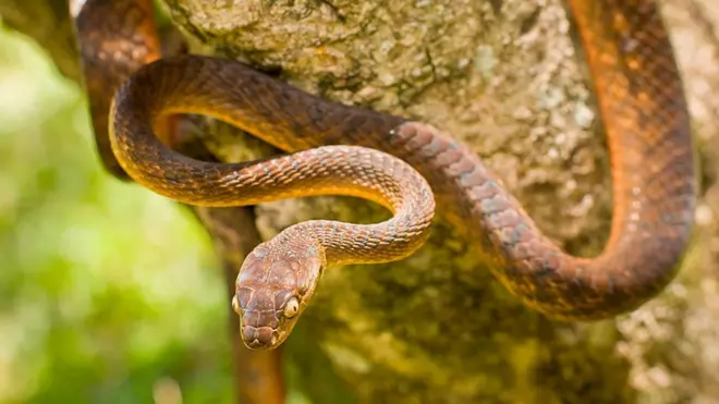As many as two million brown tree snakes are believed to now live on the tiny Pacific island of Guam