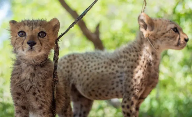 Spašavanjem prokrijumčarenih geparda bi ova vrsta mogla da se sačuva od izumiranja