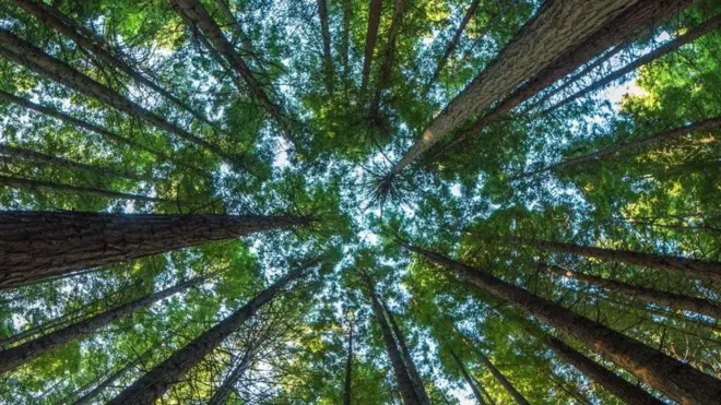 Árvores ajudam a resfriar o clima local, e, sem elas, as temperaturas logo começariam a subir