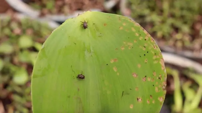 ጻህያይ 'እምቦጭ'