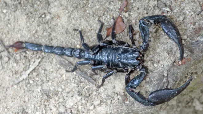 Укус большинства видов скорпионов не представляет опасности для жизни человека