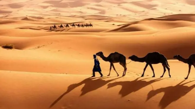 सौदी अरेबिया, देशातील लाखो उंटांना पासपोर्ट जारी करतो आहे