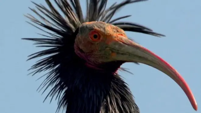 северный лысый ибис