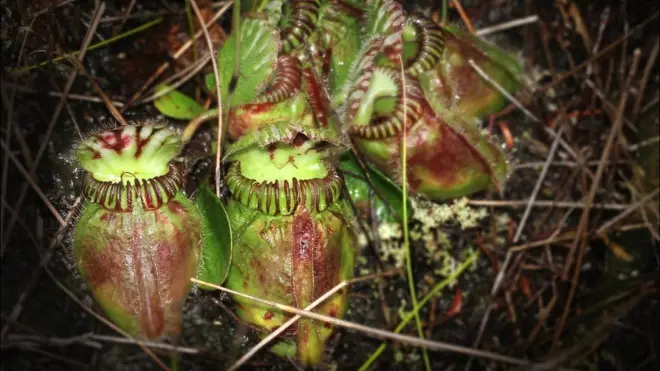 Pese a haberse separado hace millones de años y antes de ser carnívoras, las tres especies desarrollaron los mismos mecanismos para digerir insectos.
