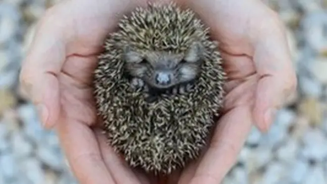 A hedgehog all curled up