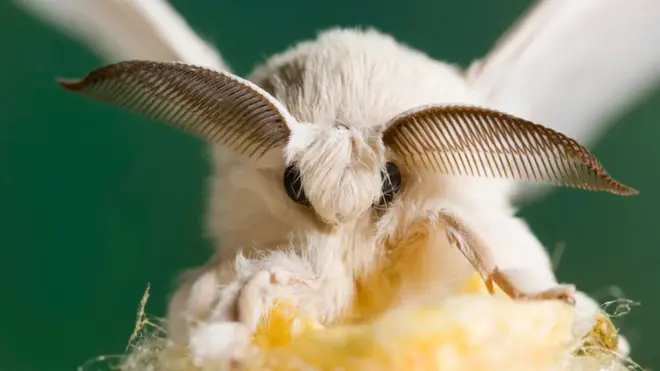 육되는 누에나방은 야생 종보다 더 크고 하얀 고치를 만들어낸다