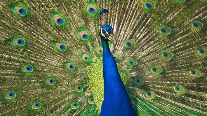 انڈیا کے قومی پرندے، یعنی مور کی تعداد میں خاصا اضافہ ہوا ہے