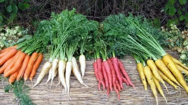 مختلف رنگ کے گاجر