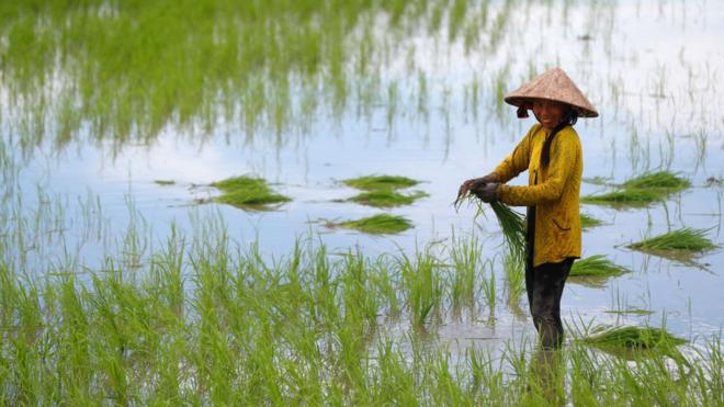 湄公河养育了越南的农民。