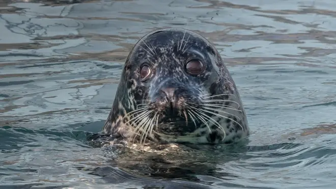 Френк Самет: "Я зробив цю фотографію задумливого тюленя в центрі Hunstanton Sea Life - який опікується врятованими тюленями - на початку цього року".