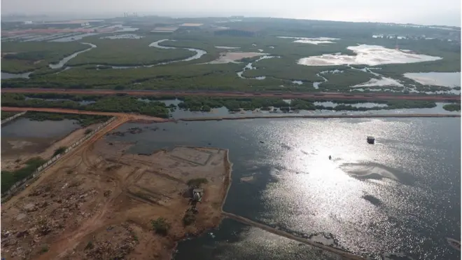 మడ అడవులు