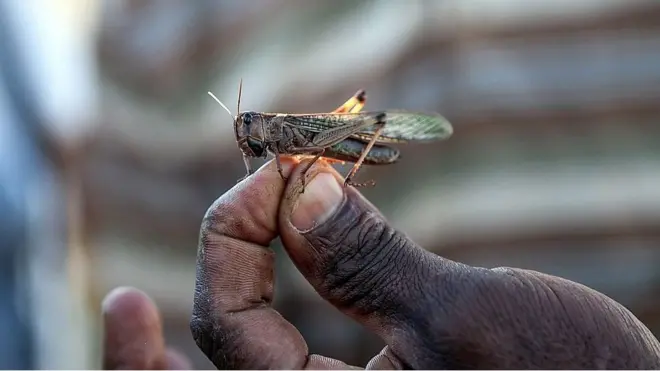 الصومال تعلن حالة الطوارئ بسبب الجراد