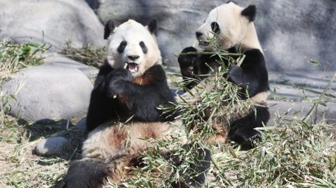 Mother panda takes a well earned rest from her cubs at a zoo in Japan