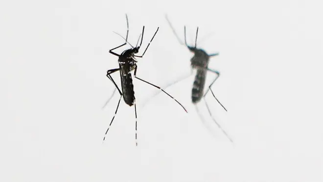 Malaria na one of di disease wey old pass for di world