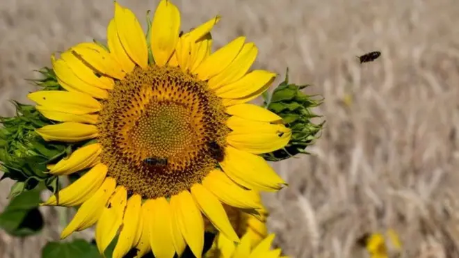 Sunflower field in Ukraine