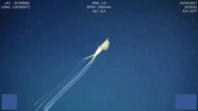 स्क्वीड