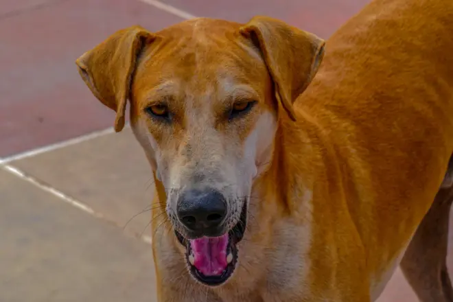 भटका कुत्रा 