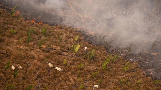 Sobrevoo do Greenpeacemelhor site de escanteiosfazenda na Amazôniamelhor site de escanteios2020 mostra gado sendo colocadomelhor site de escanteiosárea recém queimada