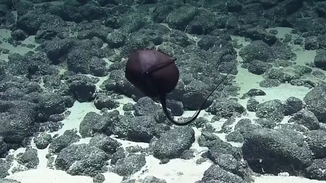 Гальперский угорь