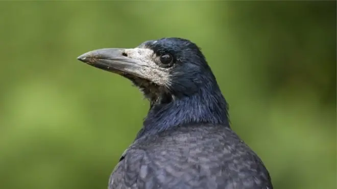 فرانس کے تھیم پارک میں ایک کوّے کو پہلے ہی کام پر معمور کیا جا چکا ہے