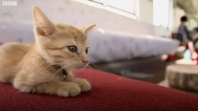 В Японии нашли способ привлечь внимание к проблеме бездомных животных: в поезд к людям подсадили кошек.