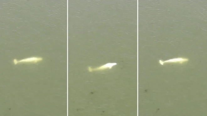 Pictures have emerged showing the whale swimming slowly in the River Seine