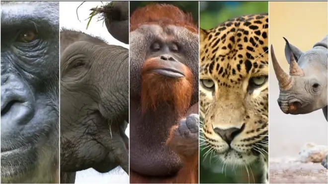 рідкісні тварини