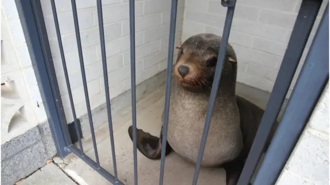 Wildlife officers were able to trap the seal, dubbed Sammy, inside the toilet before sedating him