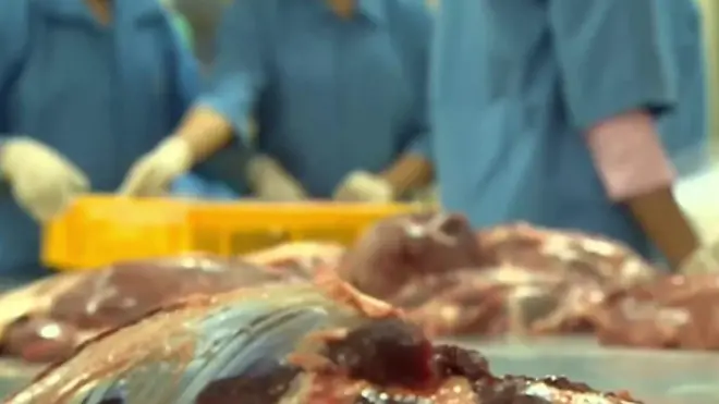 انڈیا میں غیرقانونی مذبح خانوں پر پابندی سے لوگوں کا روزگار بری طرح سے متاثر ہو رہا ہے