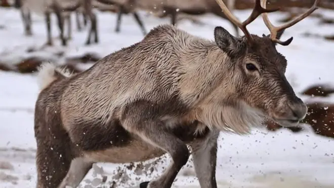 Над тваринами хочуть встановити більший контроль